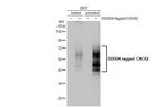 CXCR2 Antibody in Western Blot (WB)