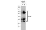 CXCR2 Antibody in Western Blot (WB)