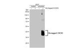 CXCR3 Antibody in Western Blot (WB)