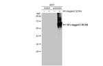 CXCR4 Antibody in Western Blot (WB)