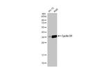 Cyclin D1 Antibody in Western Blot (WB)