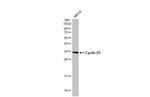 Cyclin D1 Antibody in Western Blot (WB)