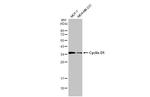 Cyclin D1 Antibody in Western Blot (WB)