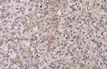 OPRD1 Recombinant Rabbit Monoclonal Antibody (HL2724)