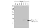 Dengue Virus Type 2/4 Capsid (Thailand/16681/1984) Antibody in Western Blot (WB)