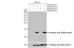 Dengue Virus Type 2/4 NS2B (Thailand/16681/1984) Antibody in Western Blot (WB)