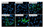 Dengue Virus Type 1-4 NS2B (Thailand/16681/1984) Recombinant Rabbit Monoclonal Antibody (HL2513)