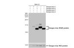 Dengue Virus Type 1-4 NS2B (Thailand/16681/1984) Antibody in Western Blot (WB)