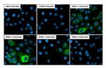 Dengue Virus Type 1-4 NS3 (Thailand/16681/1964) Recombinant Rabbit Monoclonal Antibody (HL2634)
