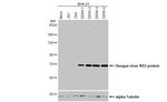 Dengue Virus Type 1-4 NS3 (Thailand/16681/1964) Antibody in Western Blot (WB)