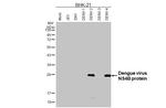 Dengue Virus Type 2/4 NS4B (Thailand/16681/1984) Recombinant Rabbit Monoclonal Antibody (HL3134)