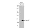DHCR7 Antibody in Western Blot (WB)
