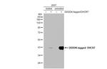 DHCR7 Recombinant Rabbit Monoclonal Antibody (HL2764)