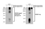 DRD1 Antibody in Western Blot (WB)