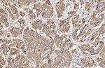 DRD1 Antibody in Immunohistochemistry (Paraffin) (IHC (P))