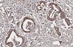 D4 Dopamine Receptor Antibody in Immunohistochemistry (Paraffin) (IHC (P))