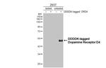 D4 Dopamine Receptor Antibody in Western Blot (WB)