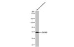 DUSP8 Antibody in Western Blot (WB)