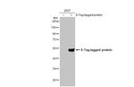 E Tag Antibody in Western Blot (WB)