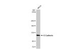 E-cadherin Antibody in Western Blot (WB)