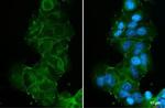 E-cadherin Antibody in Immunocytochemistry (ICC/IF)