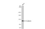 E-cadherin Antibody in Western Blot (WB)