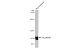 E-cadherin Antibody in Western Blot (WB)