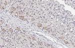 Fibulin 3 Antibody in Immunohistochemistry (Paraffin) (IHC (P))