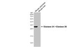 Elastase 3A/3B Recombinant Rabbit Monoclonal Antibody (HL2882)