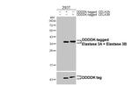 Elastase 3A/3B Antibody in Western Blot (WB)