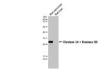 Elastase 3A/3B Antibody in Western Blot (WB)