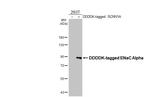 alpha-ENaC Recombinant Rabbit Monoclonal Antibody (HL2967)