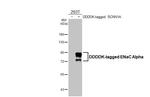 alpha-ENaC Antibody in Western Blot (WB)