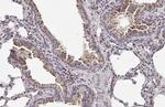 Endothelin B Receptor Antibody in Immunohistochemistry (Paraffin) (IHC (P))