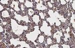 Endothelin B Receptor Antibody in Immunohistochemistry (Paraffin) (IHC (P))