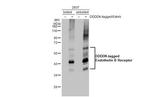Endothelin B Receptor Antibody in Western Blot (WB)