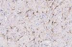 EphA3 Recombinant Rabbit Monoclonal Antibody (HL2651)