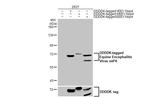 Venezuelan Equine Encephalitis Virus NSP4 Recombinant Rabbit Monoclonal Antibody (HL2023)