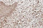 Estrogen Receptor alpha Antibody in Immunohistochemistry (Paraffin) (IHC (P))