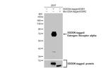 Estrogen Receptor alpha Antibody in Western Blot (WB)