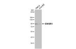 EWSR1 Antibody in Western Blot (WB)