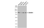 EWSR1 Antibody in Western Blot (WB)