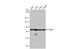 Ezrin Recombinant Rabbit Monoclonal Antibody (HL2327)