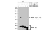 Ezrin Antibody in Western Blot (WB)