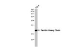 Ferritin Heavy Chain Antibody in Western Blot (WB)