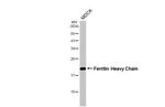 Ferritin Heavy Chain Antibody in Western Blot (WB)