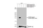 Ferritin Heavy Chain Recombinant Rabbit Monoclonal Antibody (HL1905)