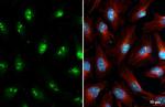 Fibrillarin/FBLL1 Recombinant Rabbit Monoclonal Antibody (HL2588)