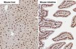 Fibrillarin/FBLL1 Antibody in Immunohistochemistry (Paraffin) (IHC (P))