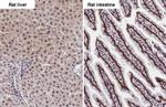 Fibrillarin/FBLL1 Antibody in Immunohistochemistry (Paraffin) (IHC (P))